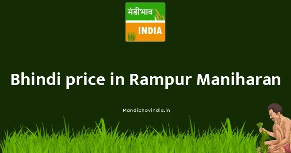 Bhindi price